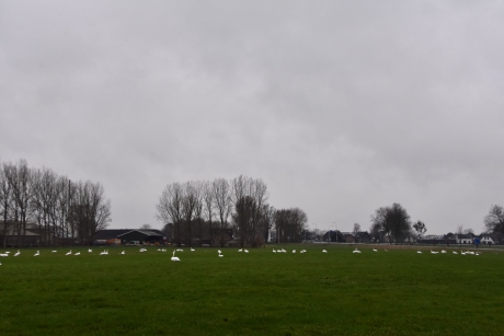 Meer dan 50 zwanen in het land