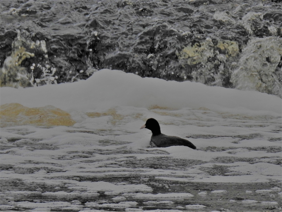 Meerkoet in wild water - Vogels - Meerkoet