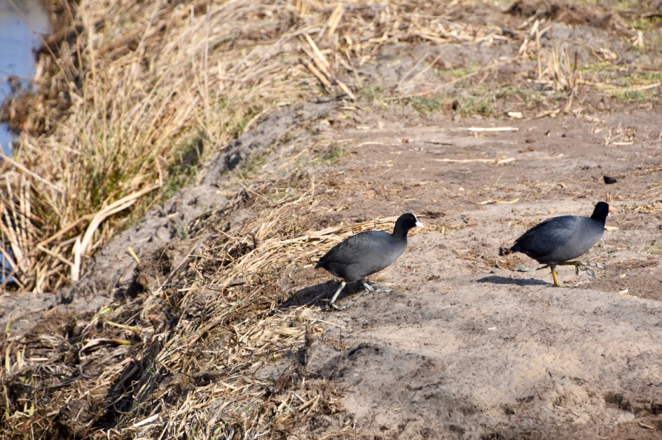 Meerkoetjes - Vogels - 