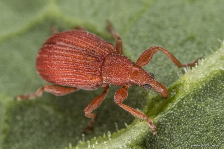 Menierode Zuringspitsmuisje
