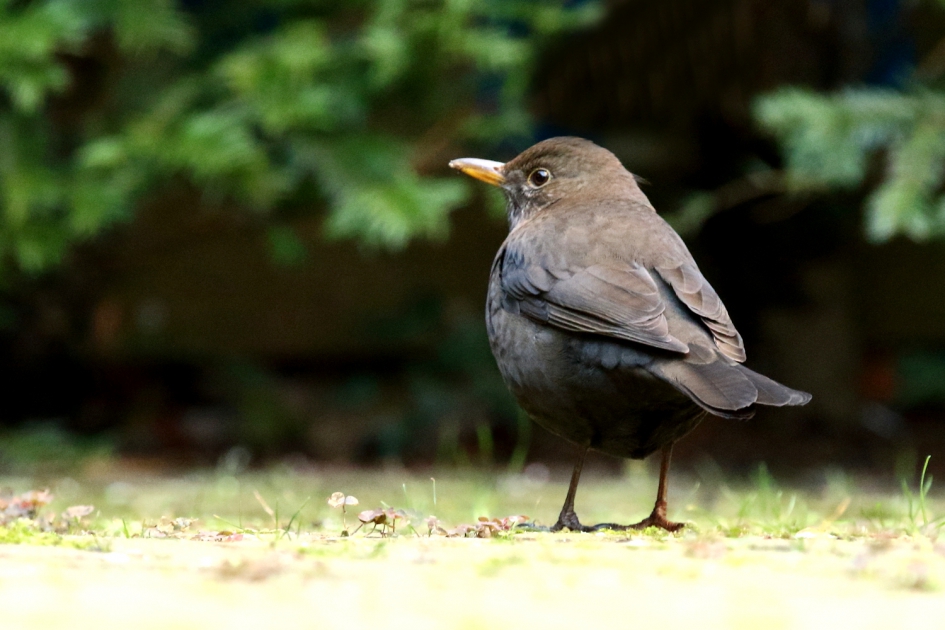 merel -v- - Vogels - merel - v-