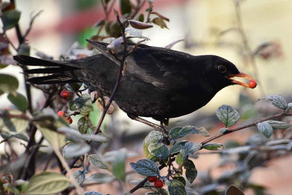 Merel heeft nog bessen genoeg - Vogels - 