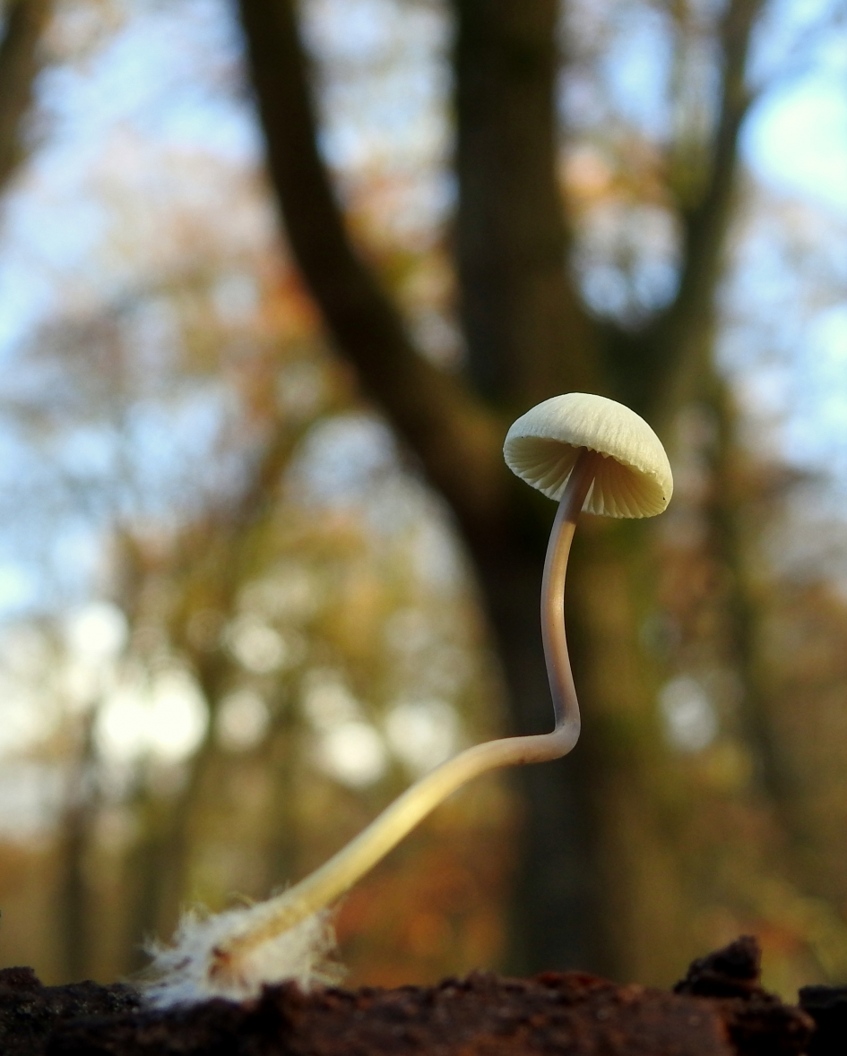 Met een kronkel - Schimmels - Mycena (maar welke?!)