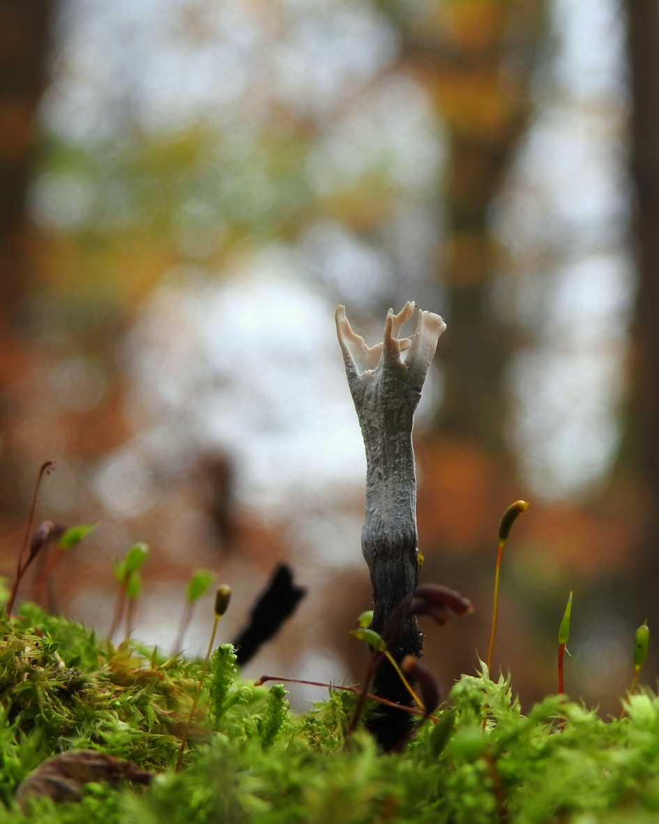 Met geheven hand - Schimmels - Geweizwam