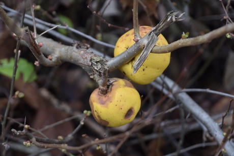 Misschien is deze mooier...