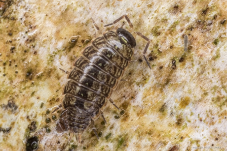 Mospissebed en springstaartje