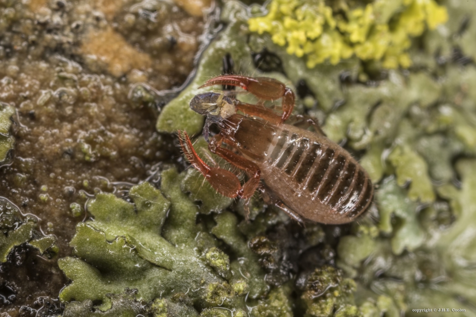 Mosschorpioentje met...... - Geleedpotigen - Mosschorpioentje