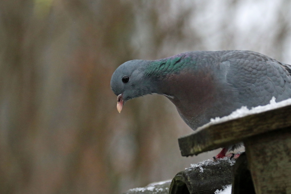 Hé, wat zien we daar ? - Vogels - Houtduif