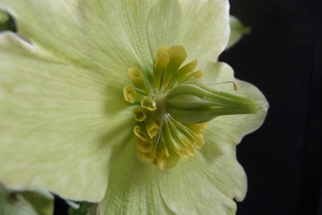 Helleborus