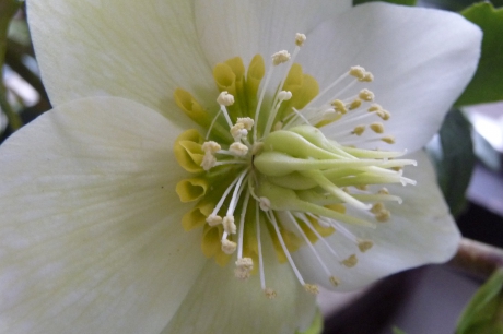 Helleborus