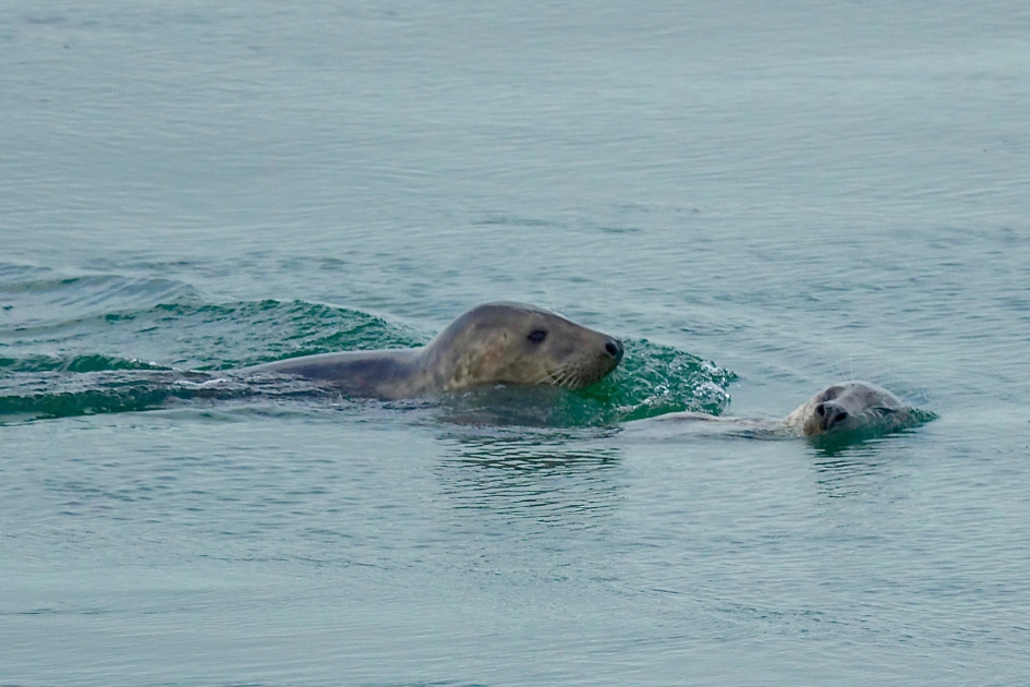 De geïnteresseerde blik van een Grijze Zeehond - Zoogdieren - Grijze Zeehond