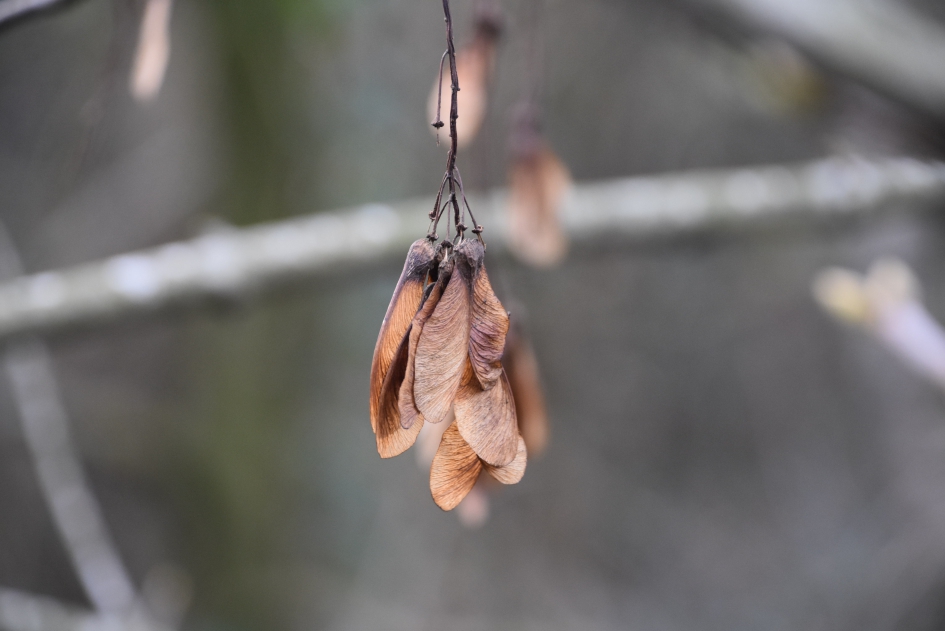 Esdoorn zaden - Planten - 
