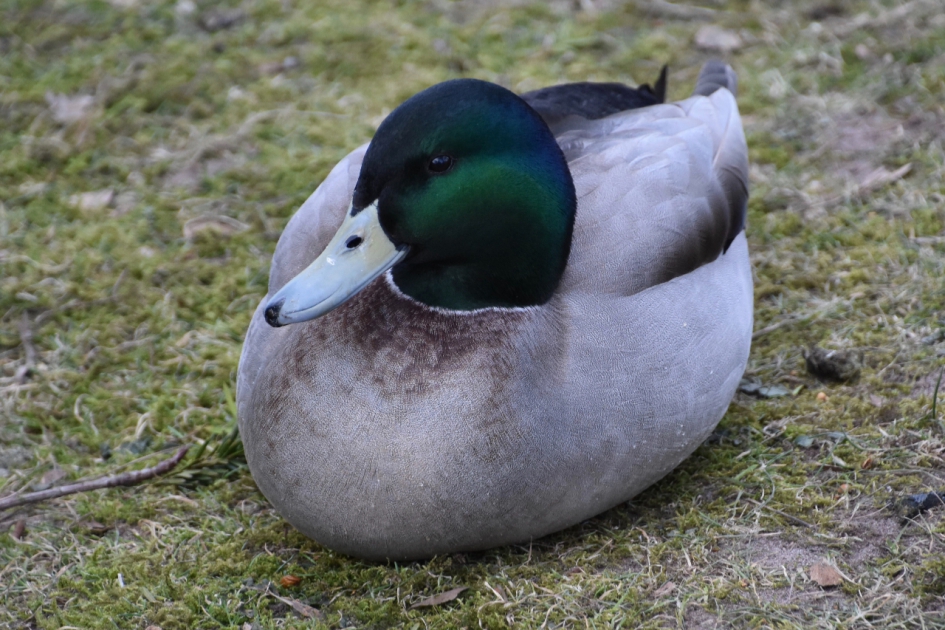 Naast de vijver... - Vogels - 