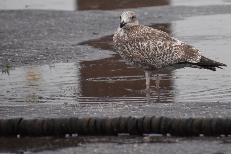 Nat vandaag.. - Vogels - 