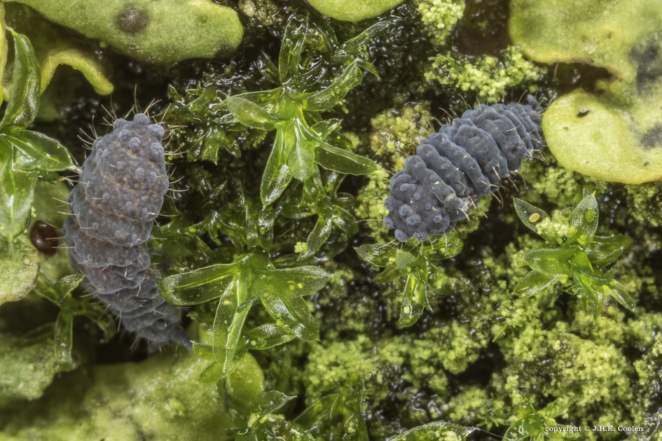 Neanura muscorum - Geleedpotigen - 