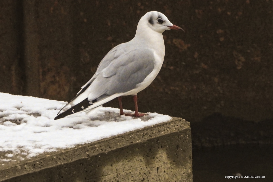 Niet iedereen.... - Vogels - Meeuw
