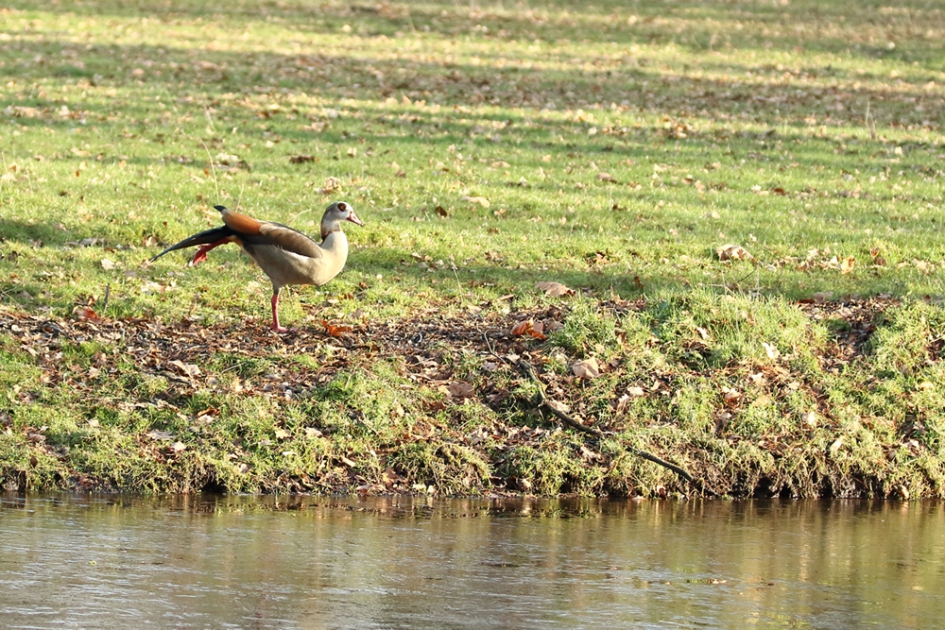 nijlgans - Vogels - nijlgans