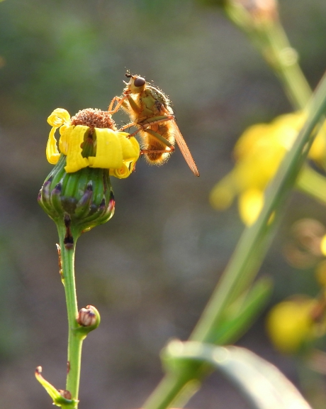 Nog een bloemetje gevonden