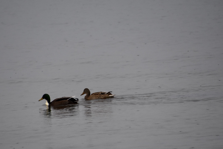 Nog een van de eenden - Vogels - 