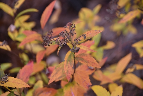 Nog kleur in de natuur