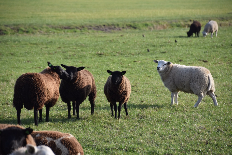 Nog niet te koud.. - Zoogdieren - 