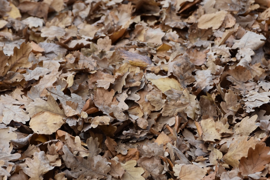 Nog overal blad - Planten - 