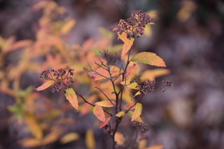 Nog herfstkleuren in de winter