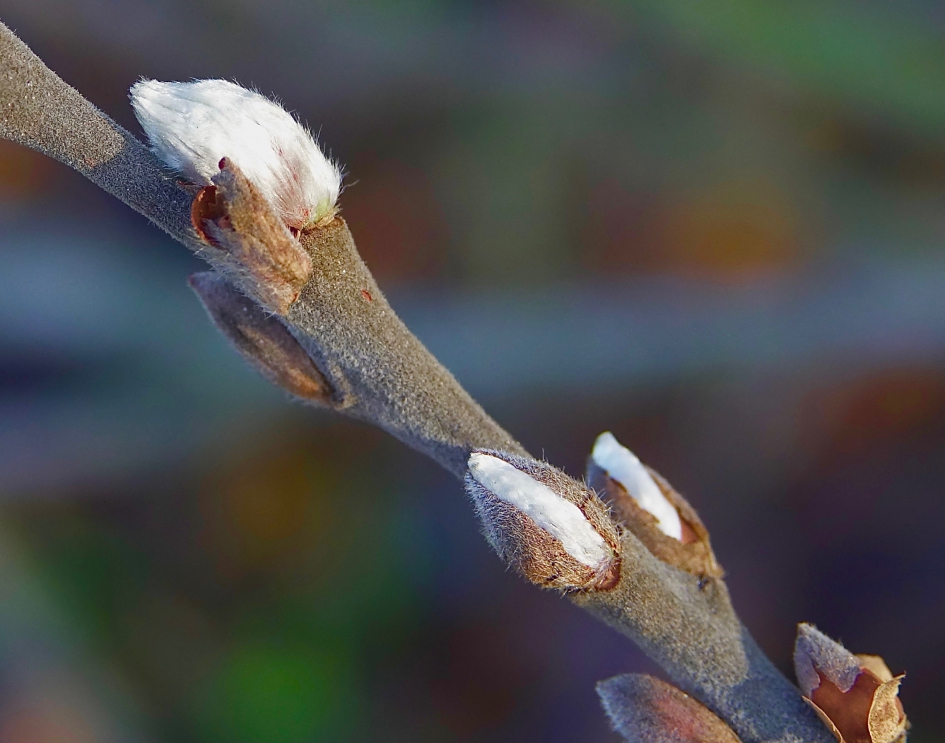 Nu al? - Planten - Wilg