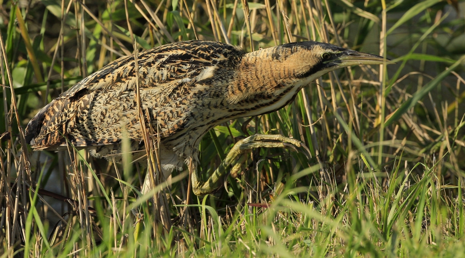 Onderweg ... - Vogels - Roerdomp