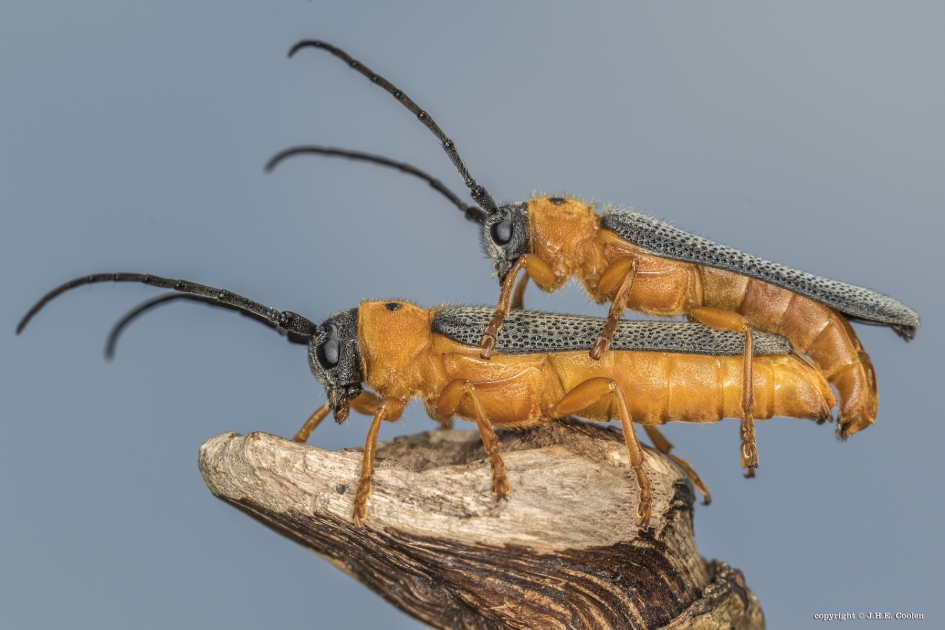 Oogvlekboktor (Oberea oculata) - Geleedpotigen - Oogvlekboktor