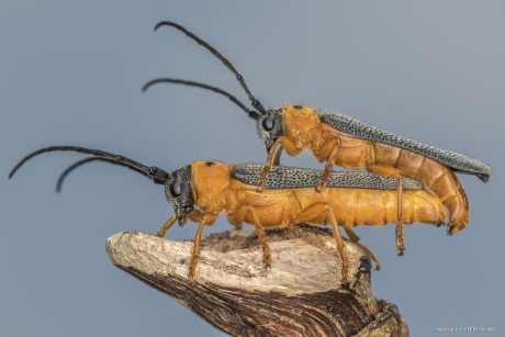 Oogvlekboktor (Oberea oculata)