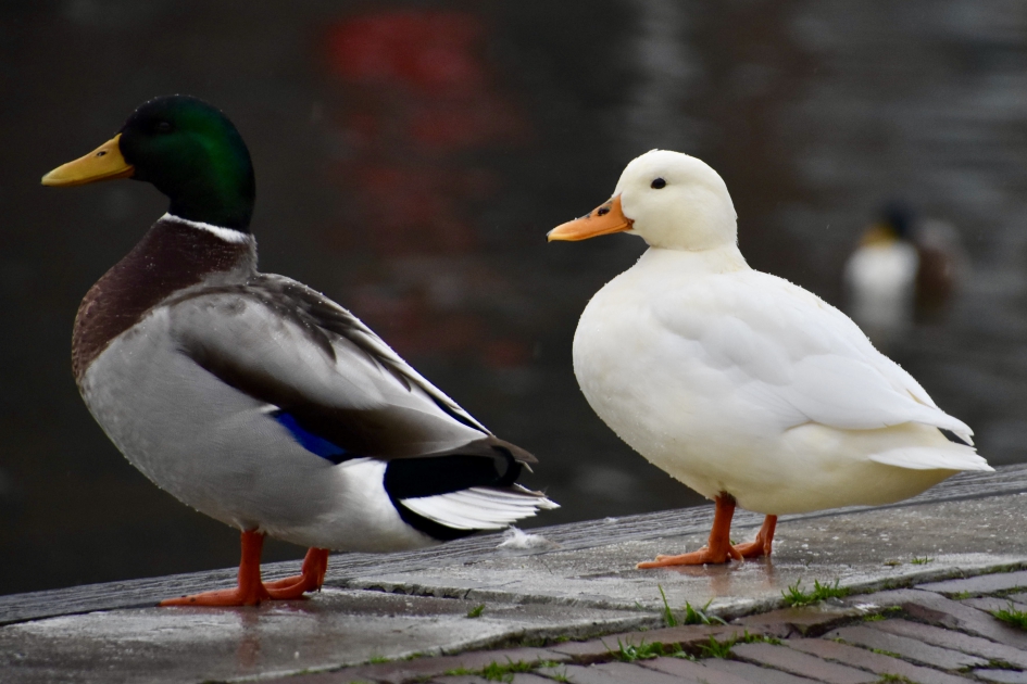 Ook al lijken we niet ... - Vogels - 