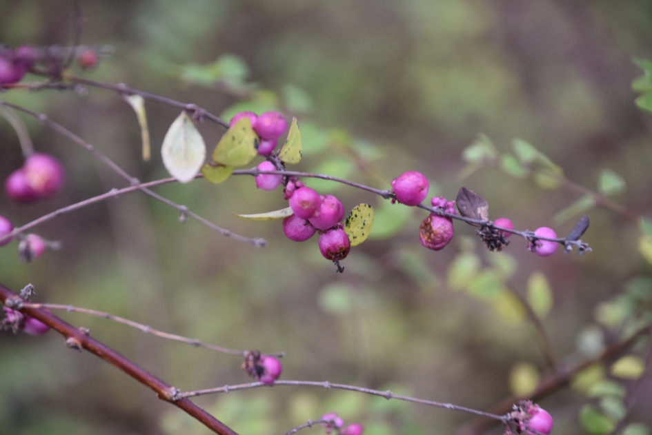 Ook hier nog kleur - Planten - 