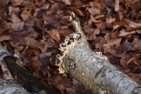 Op het afgebroken deel van de stam..