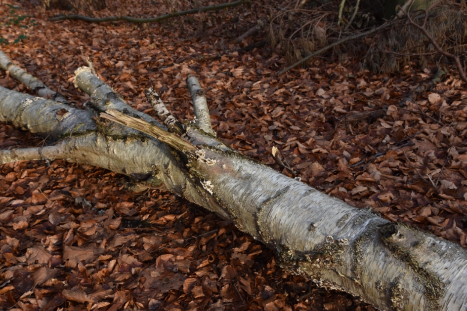 Berk op de grond... - Planten - 