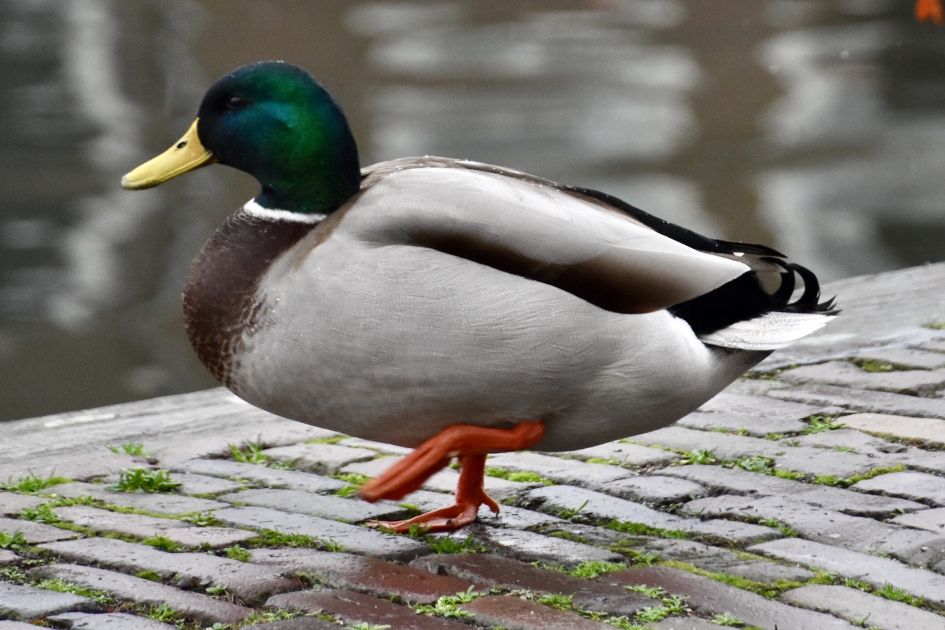 Op stap.. - Vogels - 