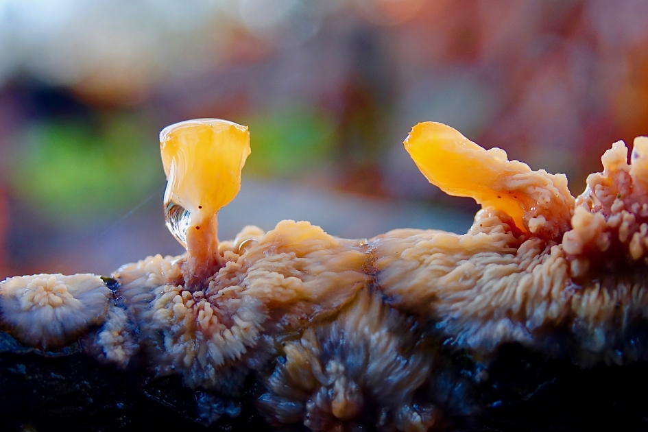 Oranje Aderzwam - Schimmels - Oranje Aderzwam