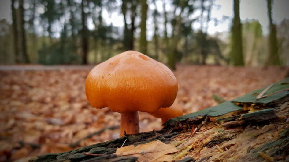 Oranje boven - Schimmels - Paddenstoel