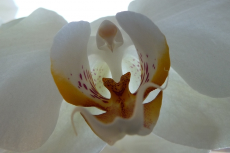 Orchidee