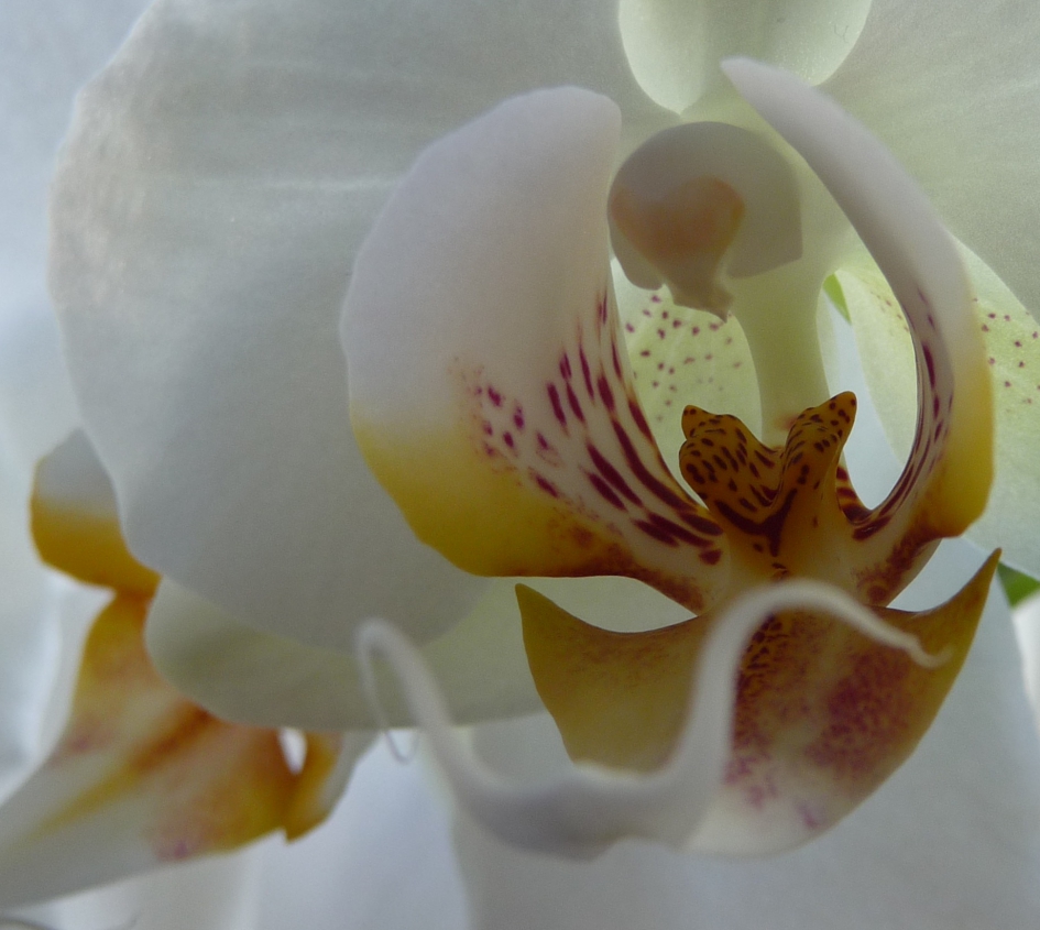 Orchidee - Planten - 