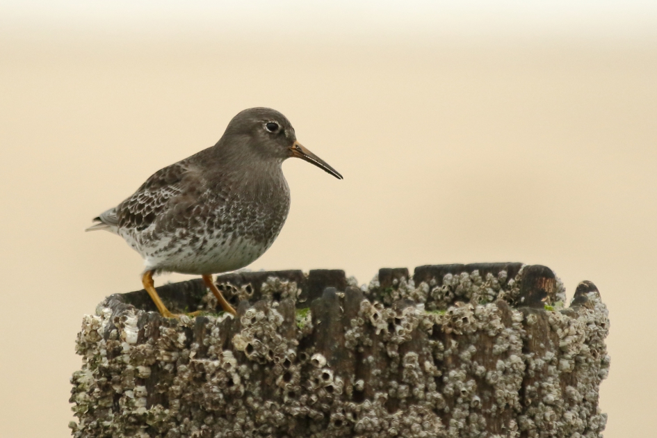 paarse strandloper - Vogels - paarse strandloper