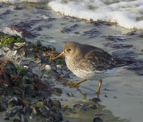 Paarse Strandloper op de Brouwersdam