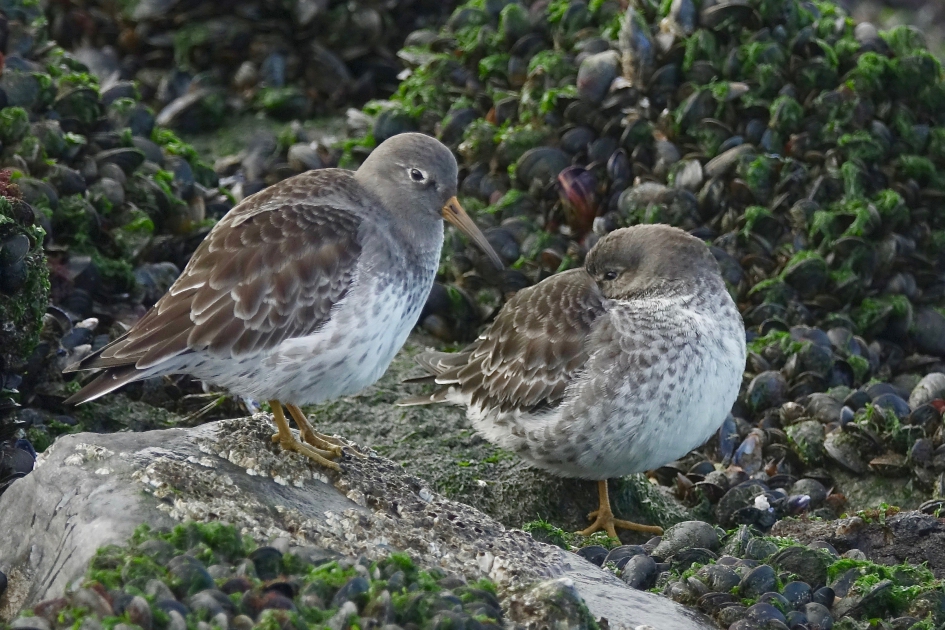 Paarse Strandlopers tussen het basalt - Vogels - Paarse Strandloper