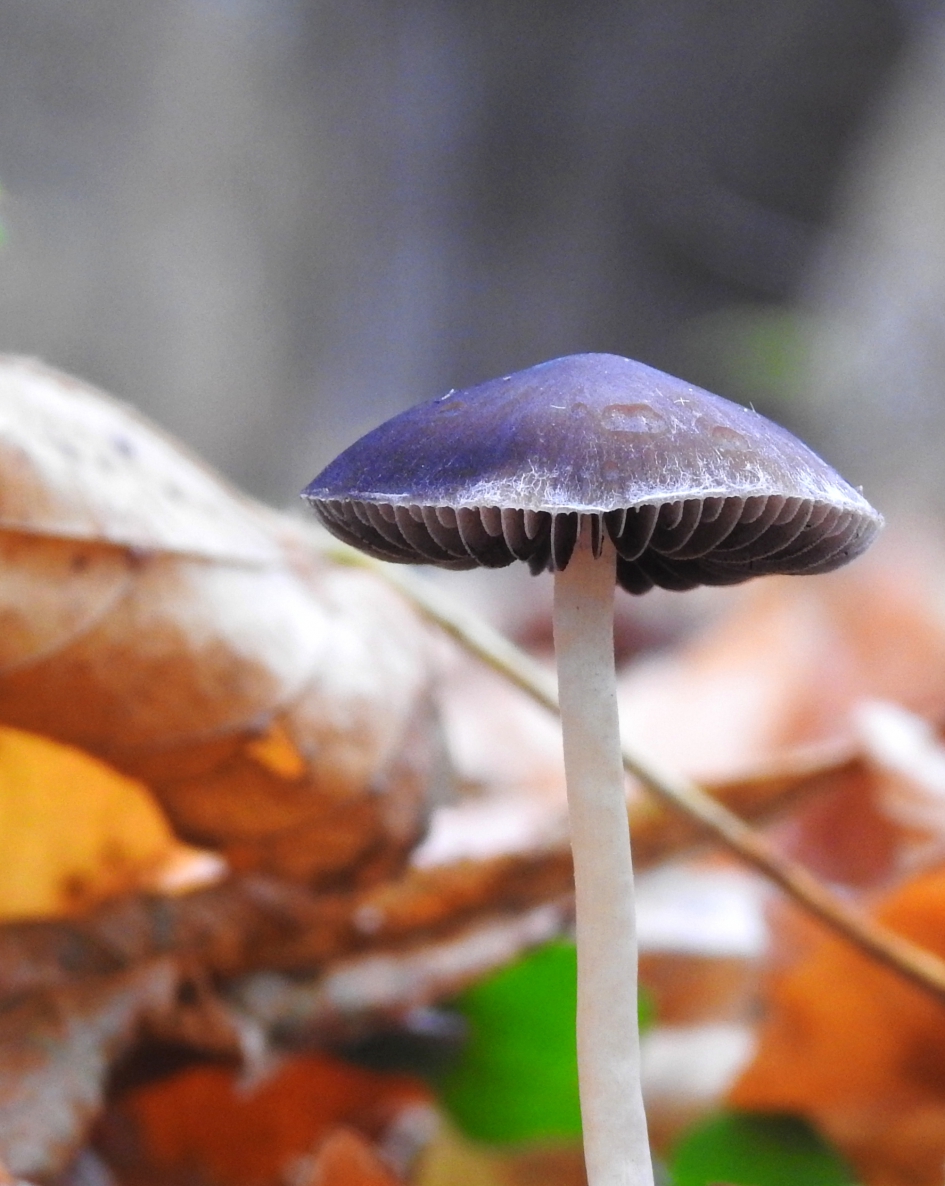 Paarsige hoed - Schimmels - 