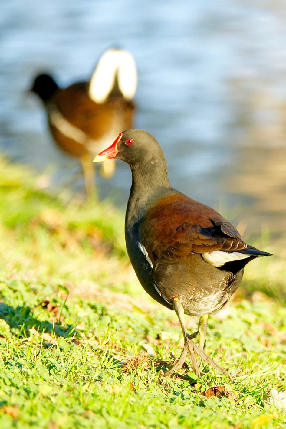Paartje Waterhoen - Vogels - Waterhoen