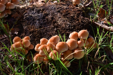 Paddenstoelen