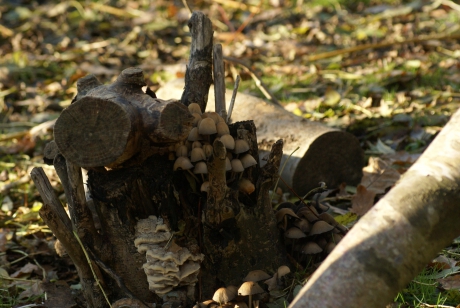 Paddenstoelen