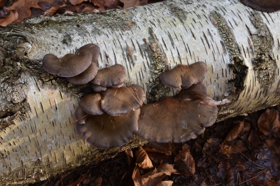 Paddenstoelen ... - Schimmels - 