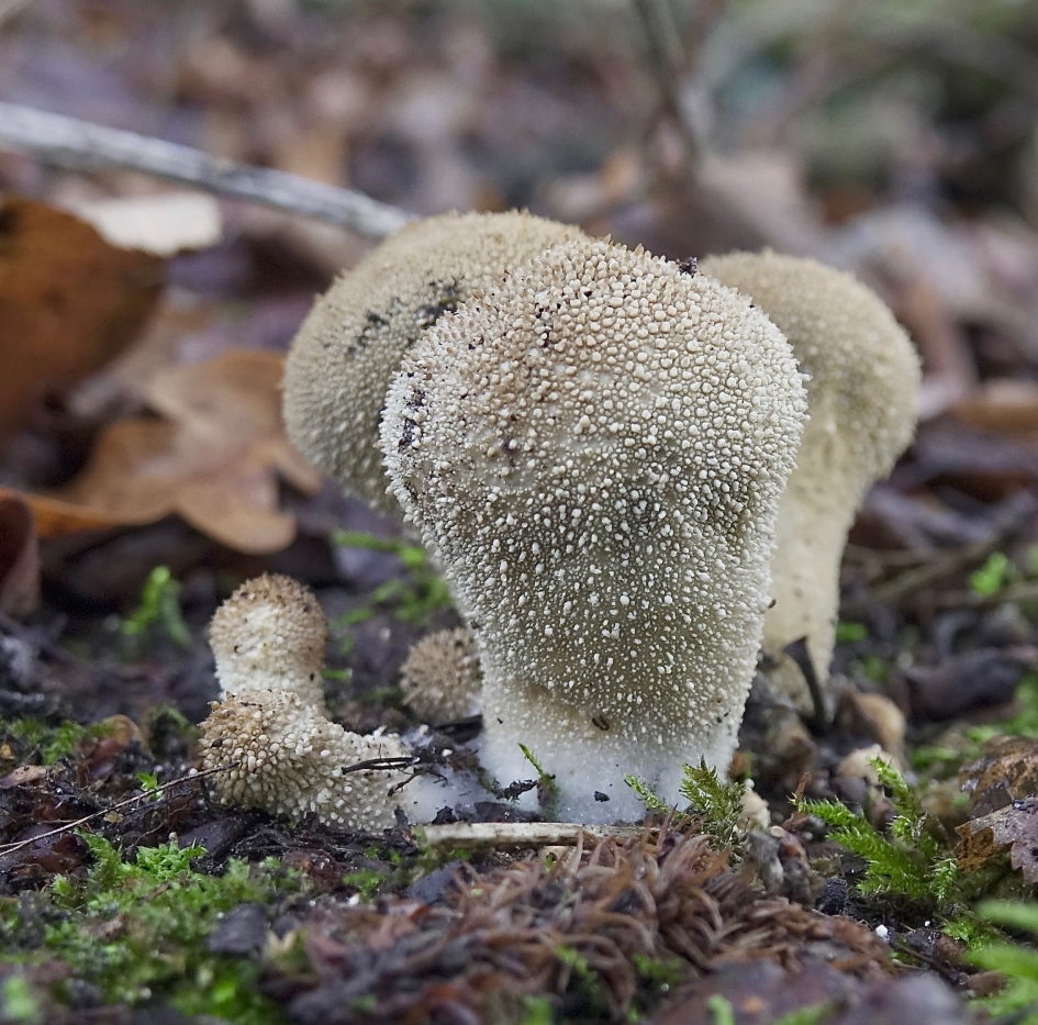 Parelstuifzwam - Schimmels - Parelstuifzwam