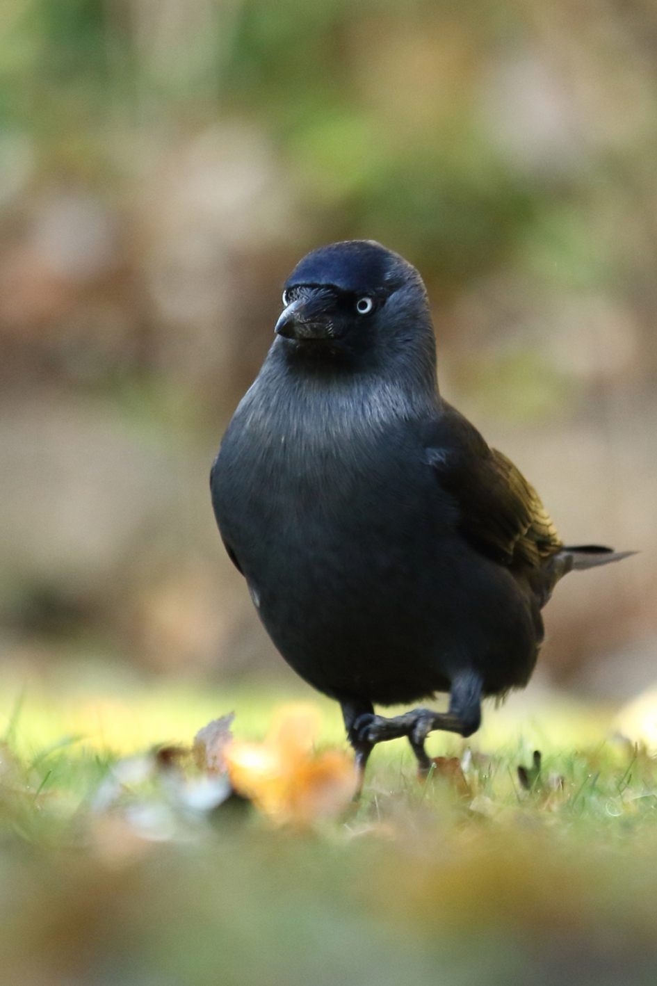parmantig - Vogels - kauw